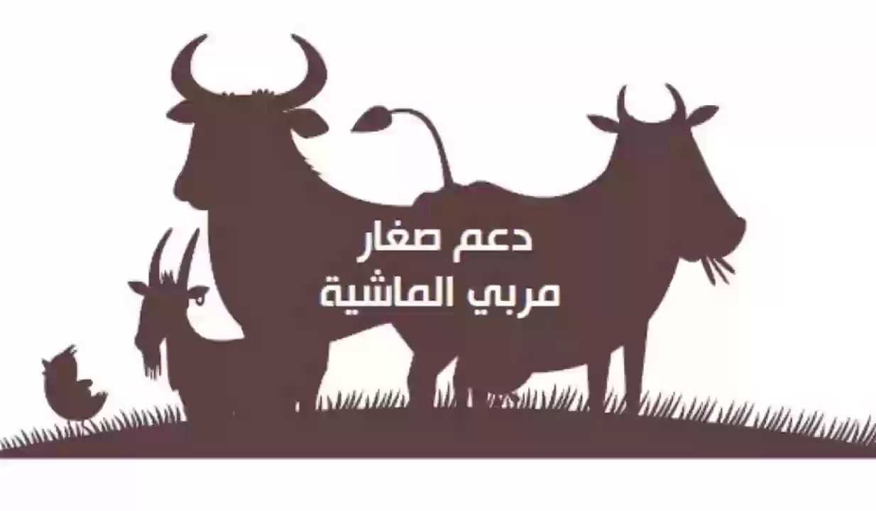 خطوة بخطوة.. كيفية الاستعلام عن دعم المواشي في السعودية 1445 وأبرز شروط الدعم