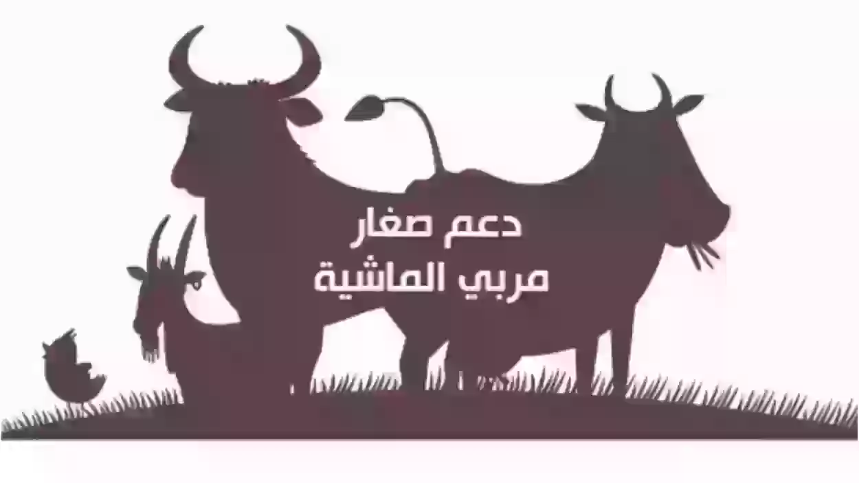 شروط دعم صغار المواشي في السعودية 2024 وما هي طريقة التقديم؟